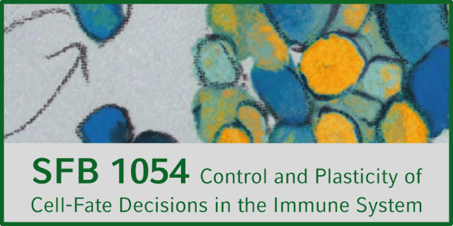 LMU Munich, SFB 1054 Cell Fate Decisions in the Immune System
