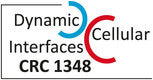 CRC 1348 Dynamic Cellular Interfaces: Formation and Function