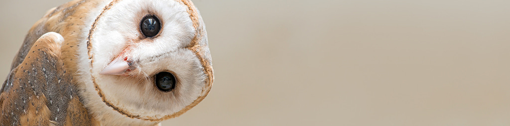 Headerbild Stiftung Tierärztliche Hochschule Hannover (TiHo)