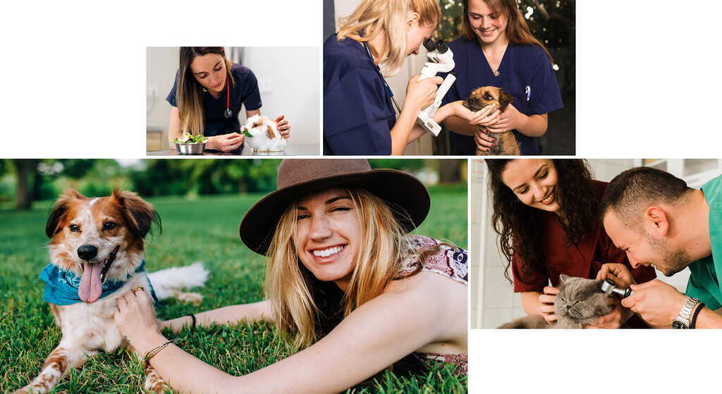 Headerbild Tierarzt Plus GmbH