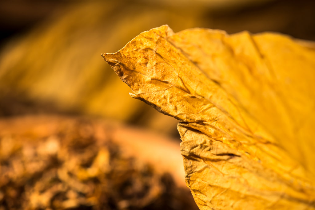Headerbild CONTRAF-NICOTEX-TOBACCO GmbH