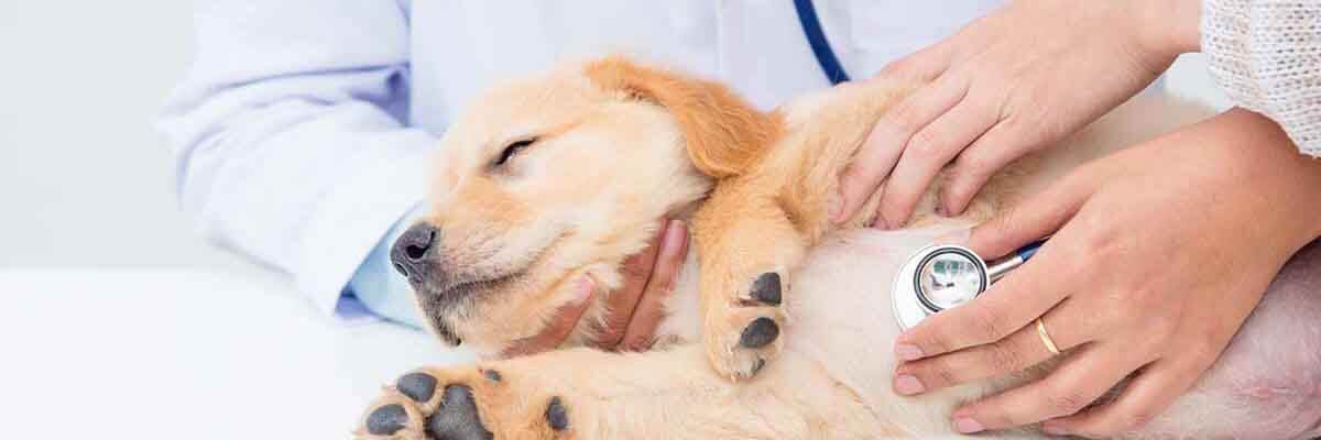 Tierarzt untersucht mit einem Stethoskop einen Hund in einer Klinik.