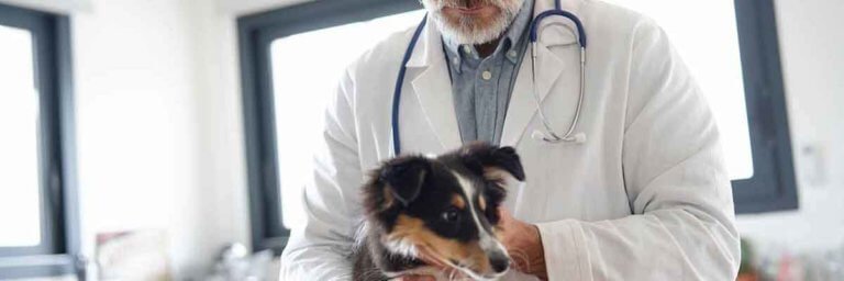Tierarzt untersucht einen Hund