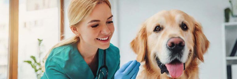 Tierpflegerin untersucht Hund